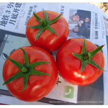 HT25 Bagai grande crescimento determinado f1 sementes de tomate vegetal híbrido chinês